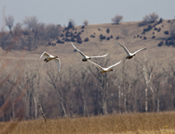 Trumpeter Swans 6842
